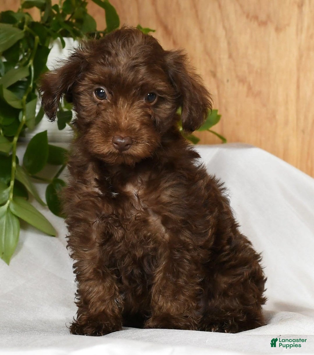 Yorkiepoo dogs for sale: Tanner - Image 9