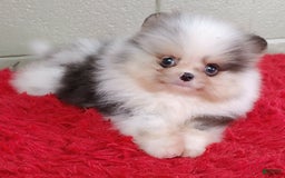 Pomeranian dogs for sale: Chip - Image 1