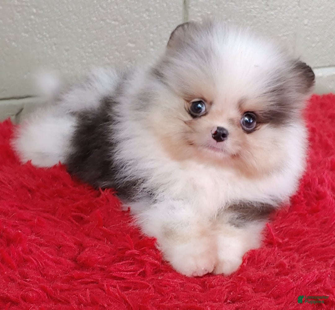 Pomeranian dogs for sale: Chip - Image 1