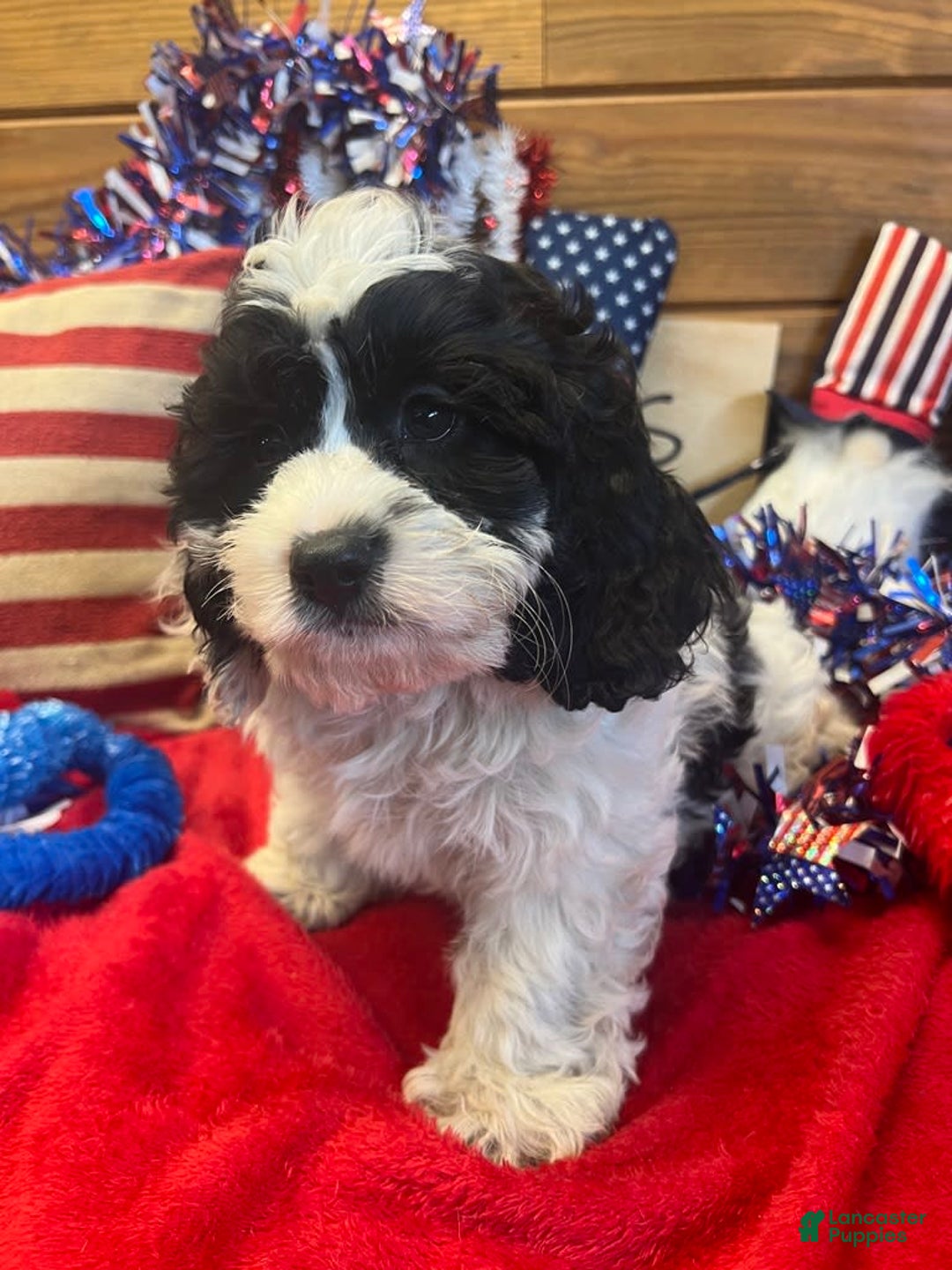 Cockapoo dogs for sale: Ricky - Image 1