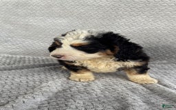 Mini Bernedoodle dogs for sale: Marshall - Image 11