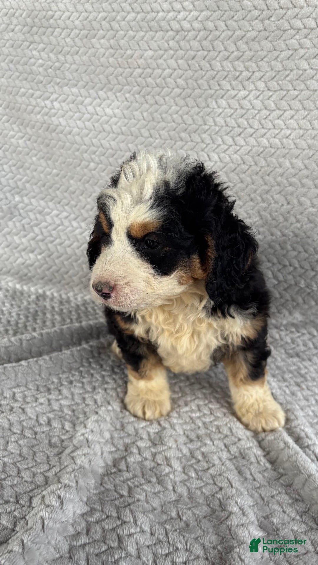 Mini Bernedoodle dogs for sale: Marshall - Image 11