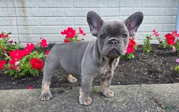French Bulldog dogs for sale: Remi - Image 17