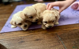Maltipoo dogs for sale: Tommy - Image 7