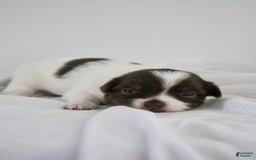 Chihuahua dogs for sale: Tat - Image 5