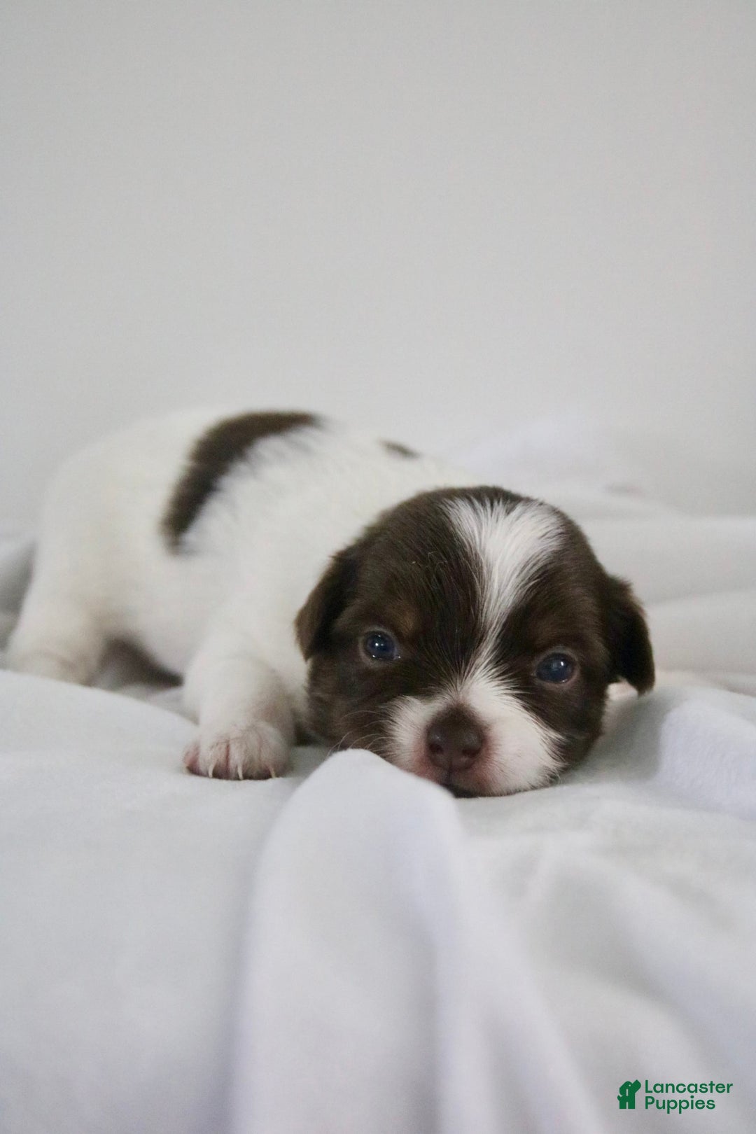Chihuahua dogs for sale: Tat - Image 5