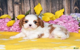 Cavalier King Charles Spaniel dogs for sale: Tenny - Image 2
