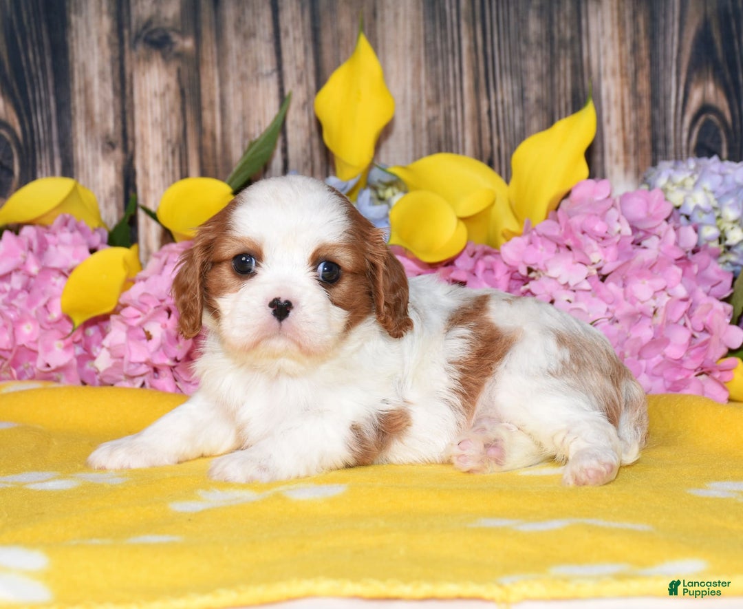 Cavalier King Charles Spaniel dogs for sale: Tenny - Image 2