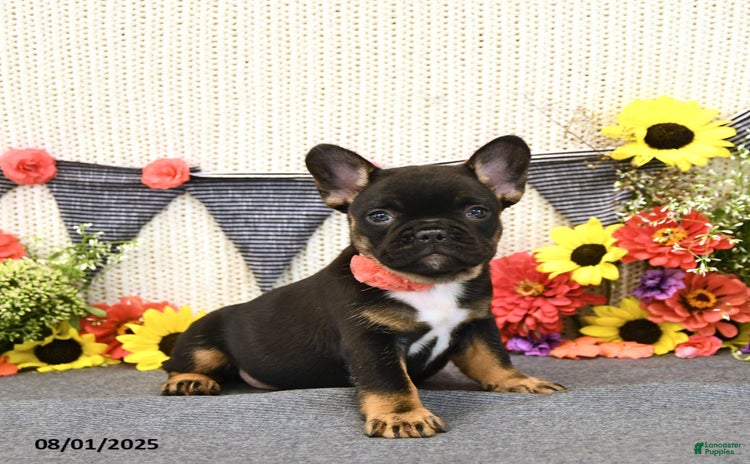 French Bulldog dogs for sale - Ad 5