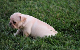 French Bulldog dogs for sale: Lincoln - Image 7