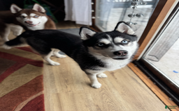 Siberian Husky dogs for sale: Ziggy - Image 6