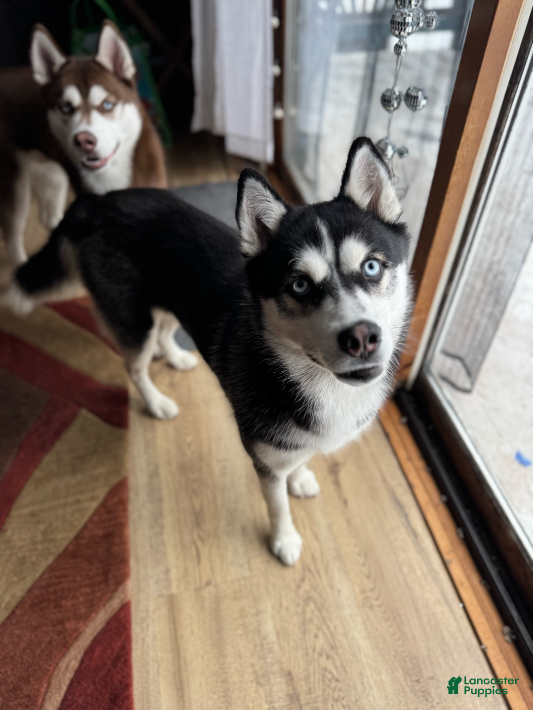 Siberian Husky dogs for sale: Ziggy - Image 6
