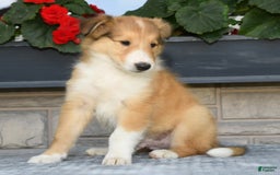 Collie dogs for sale: Paul - Image 3