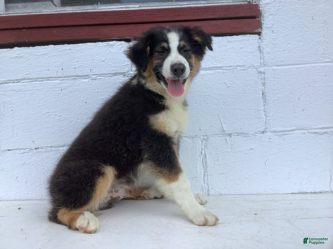 Australian Shepherd dogs for sale: Benji - Image 4