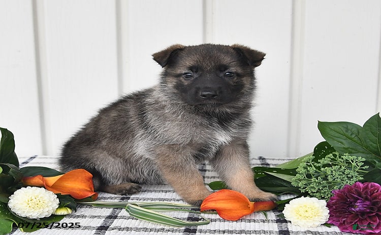 German Shepherd dogs for sale - Ad 1
