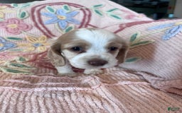 Cocker Spaniel dogs for sale: Freckles - Image 1