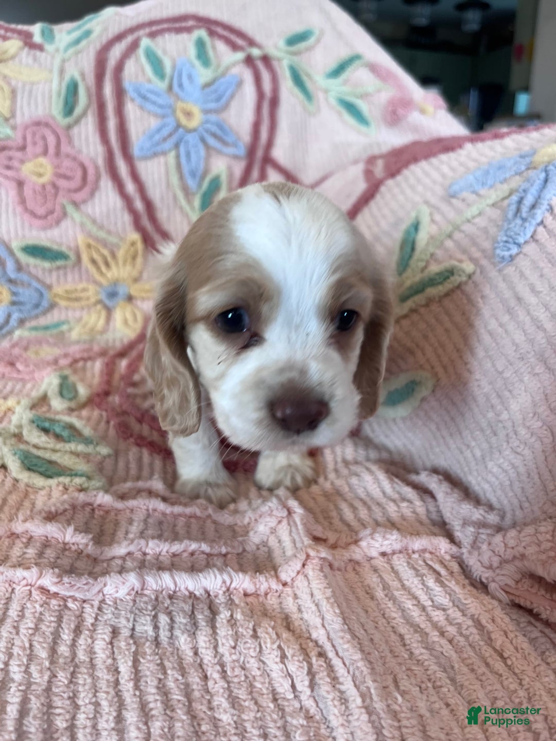 Cocker Spaniel dogs for sale: Freckles - Image 1