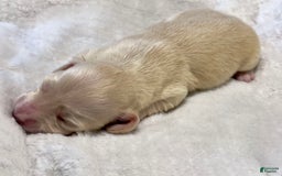Miniature Dachshund dogs for sale: Custard - Image 3