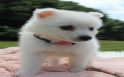 American Eskimo dogs for sale: Pompom - Image 6