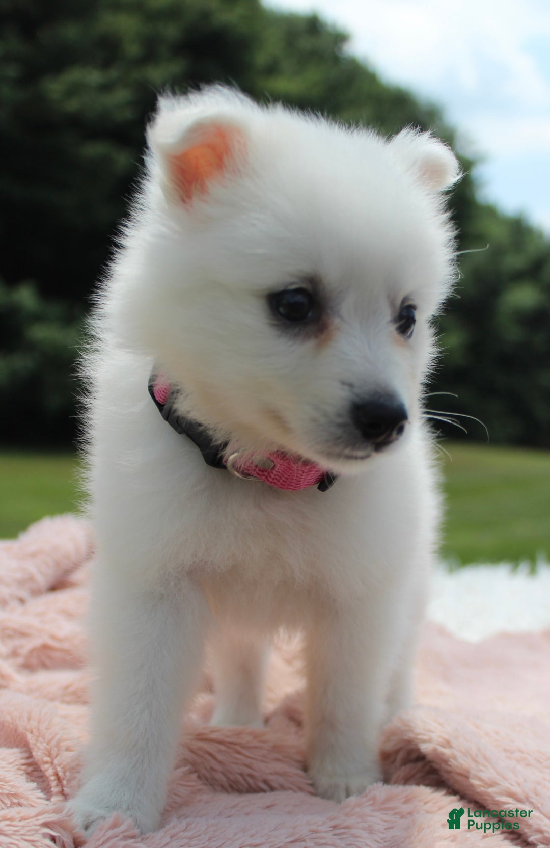American Eskimo dogs for sale: Pompom - Image 6