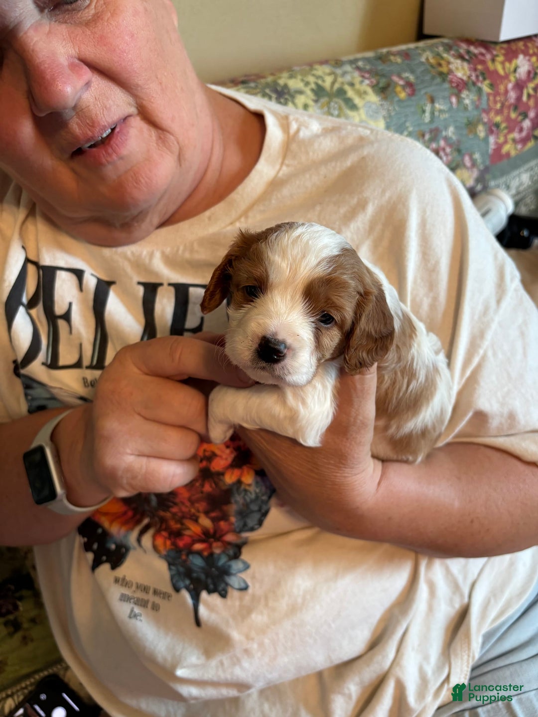 Cavapoo dogs for sale: Keno - Image 5