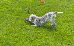 Great Dane dogs for sale: Heather - Image 14