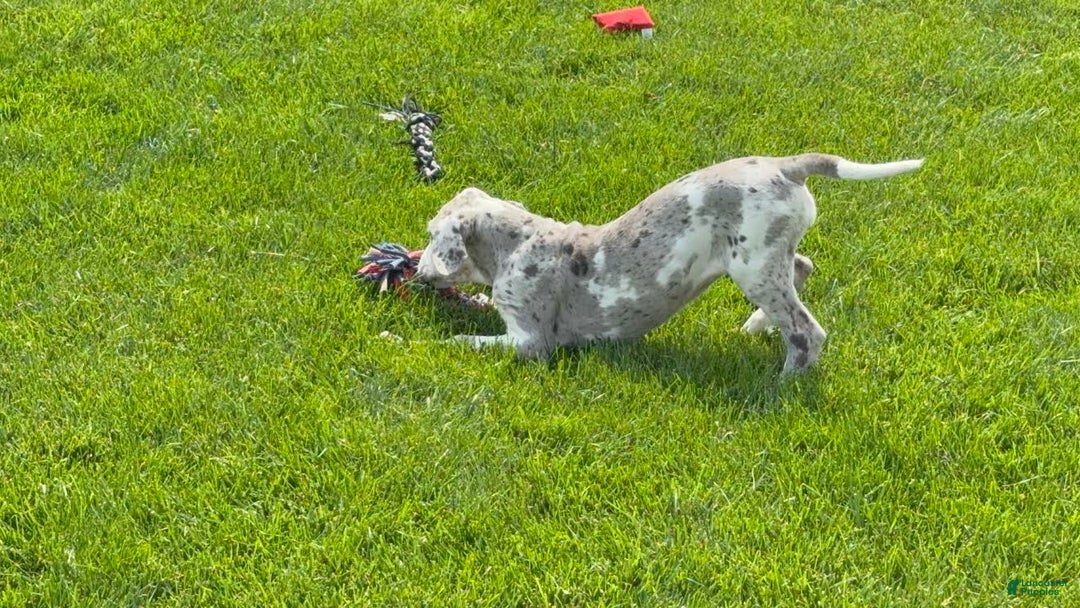 Great Dane dogs for sale: Heather - Image 14