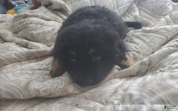 Tibetan Mastiff dogs for sale: Tortellini - Image 1