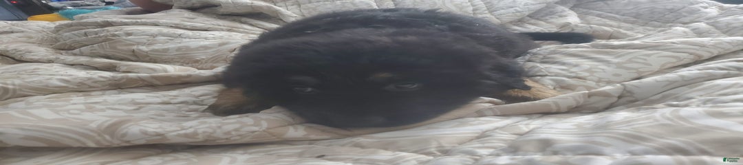 Tortellini