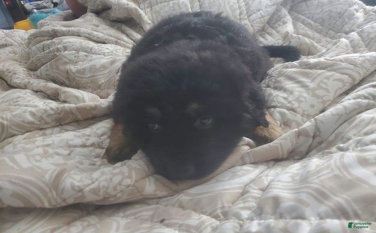 Tibetan Mastiff dogs for sale - Ad 3