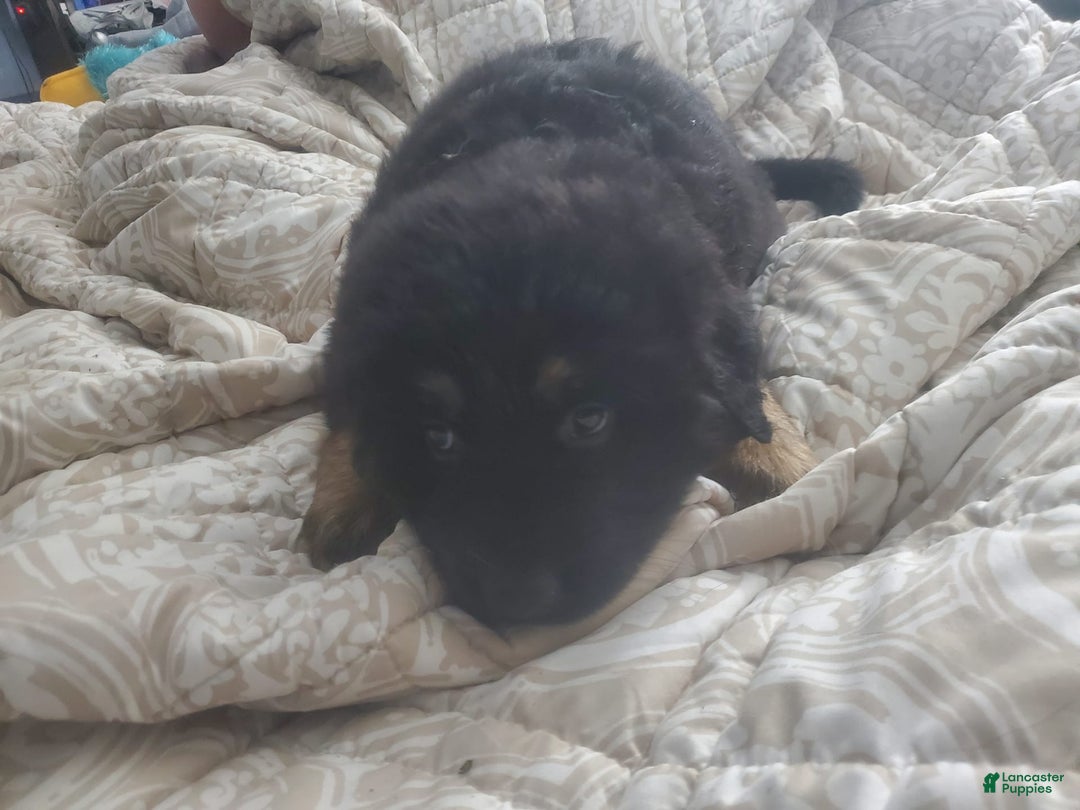 Tibetan Mastiff dogs for sale: Tortellini - Image 1