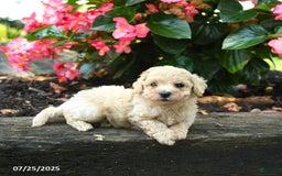 Bichpoo dogs for sale: Adrian - Image 4
