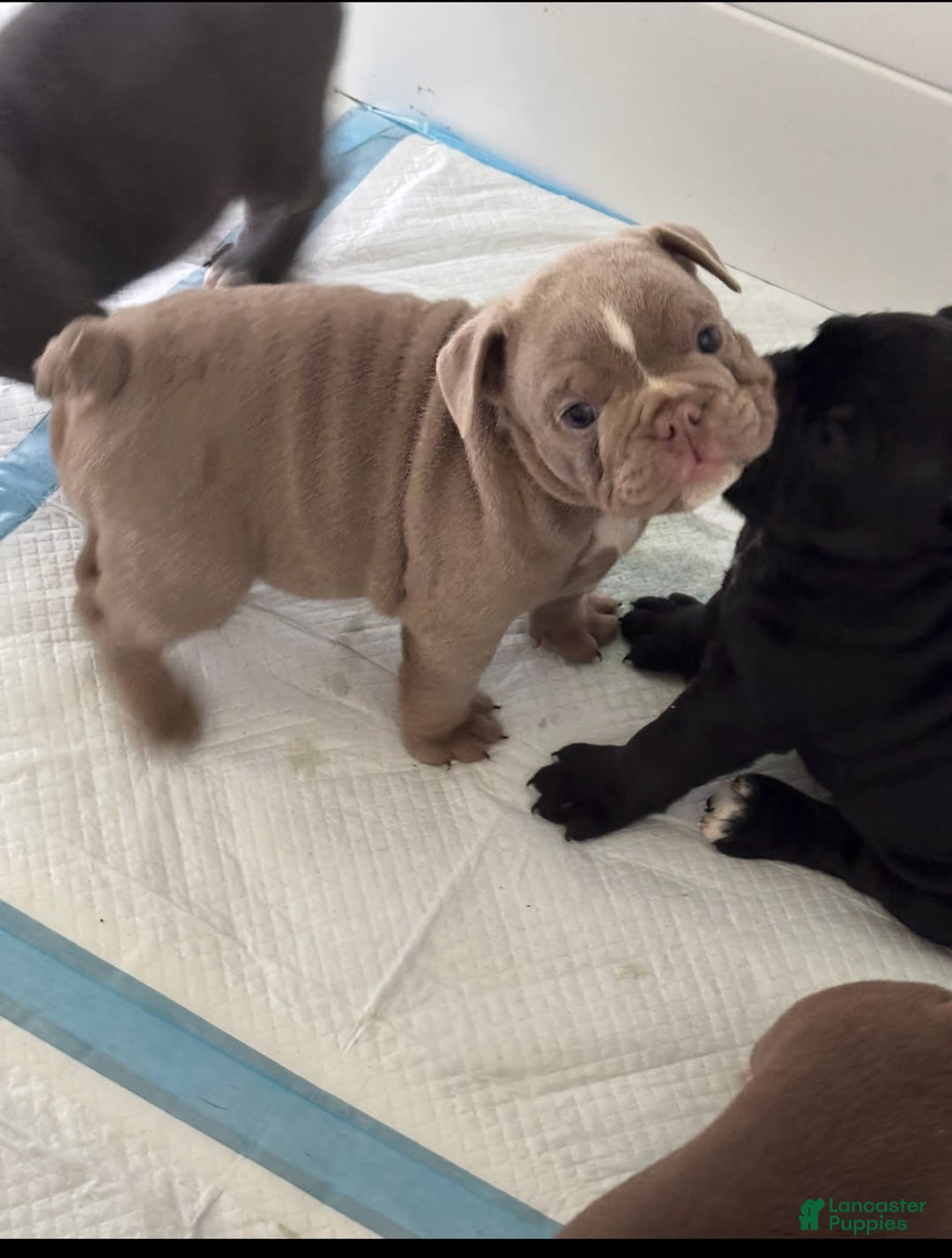 English Bulldog dogs for sale: Skyler - Image 1