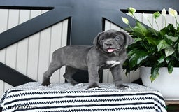 Cane Corso dogs for sale: Flo - Image 3