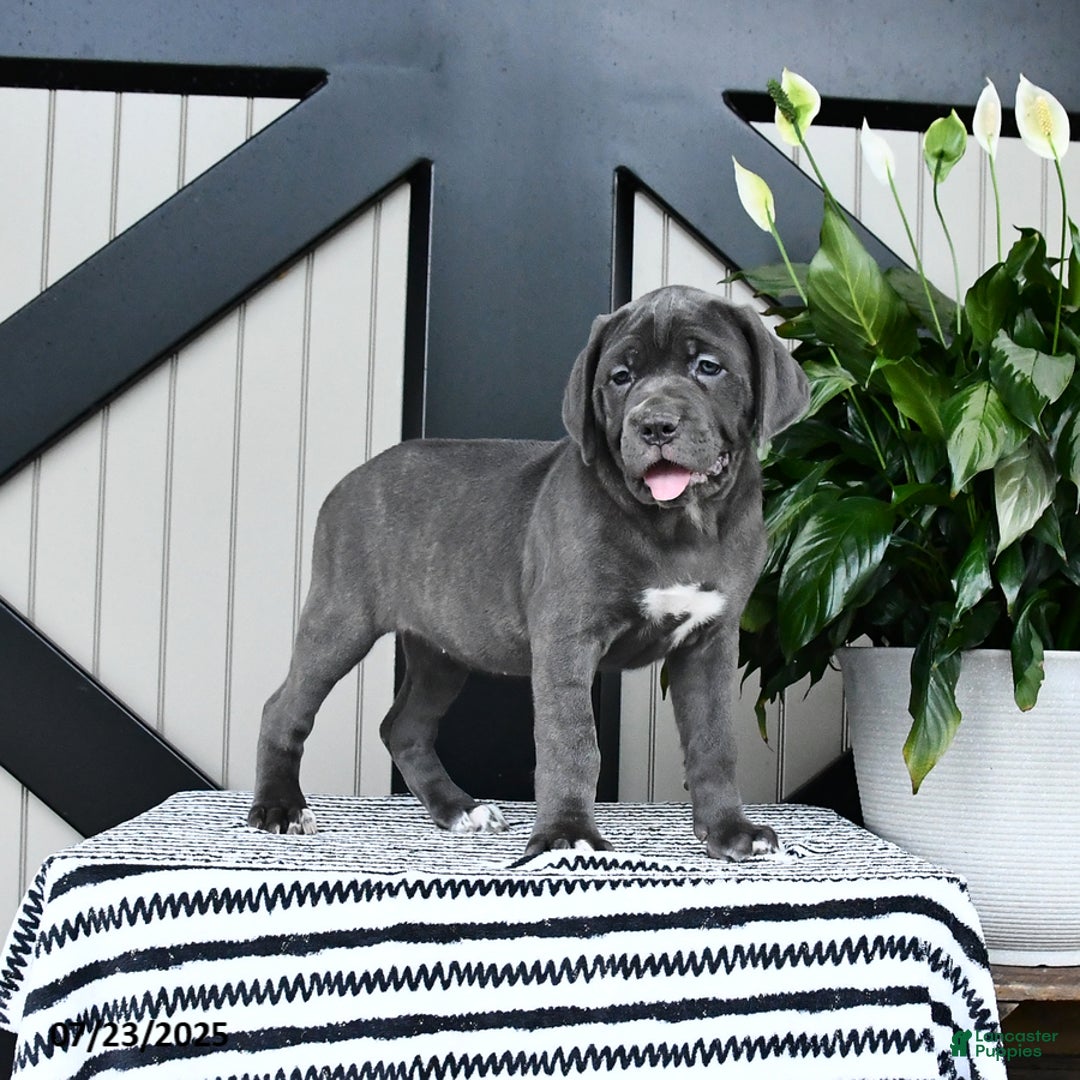 Cane Corso dogs for sale: Flo - Image 3
