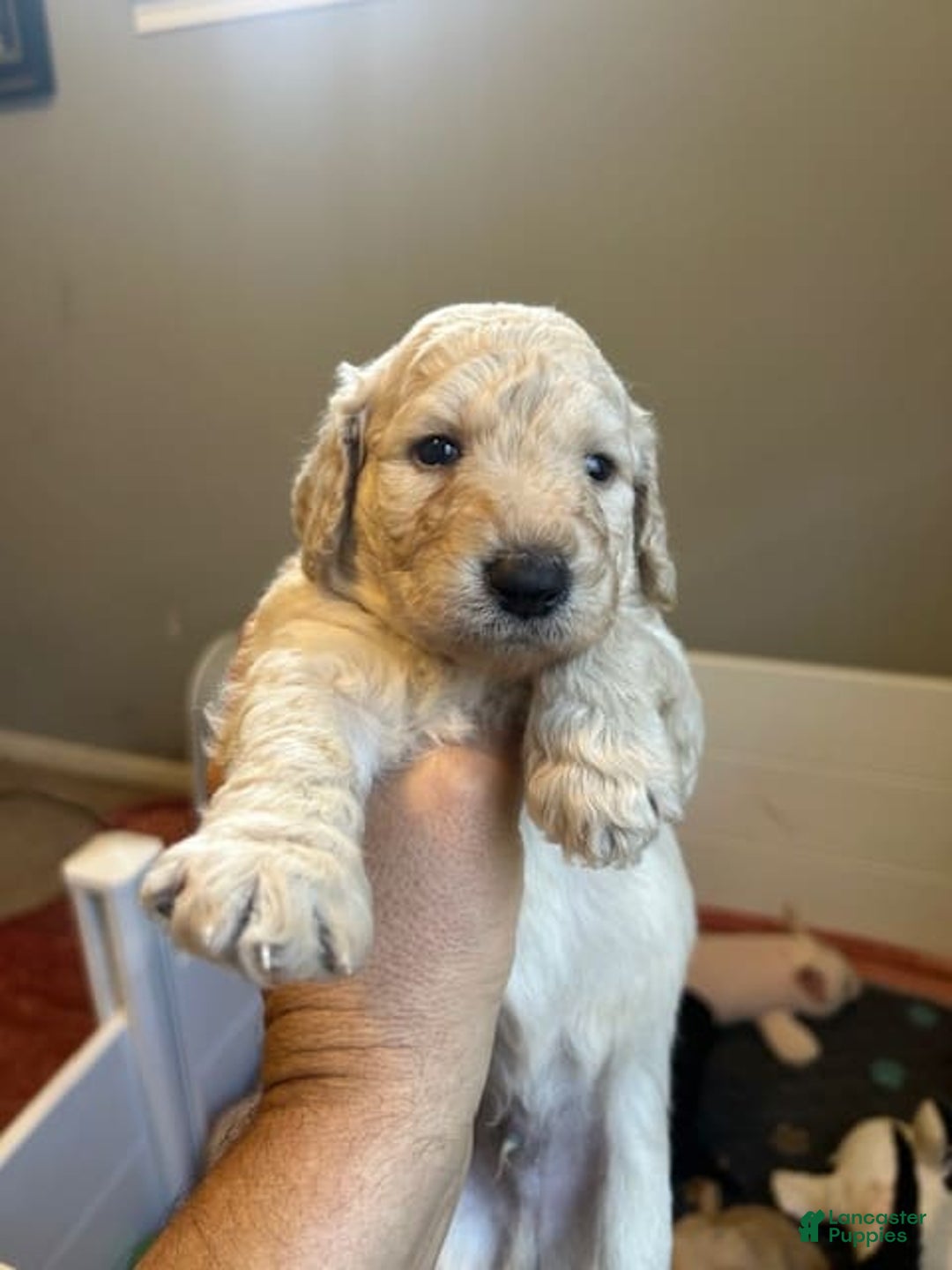 Goldendoodle dogs for sale: Lillies Litter - Image 10