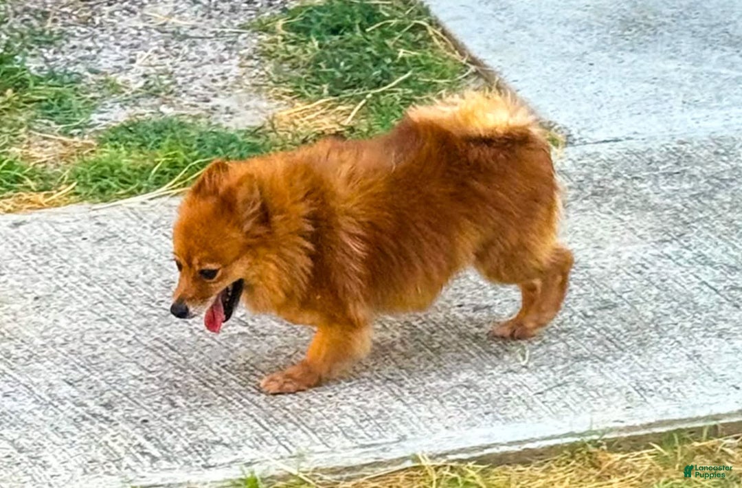 Pomeranian dogs for sale: Abbigail - Image 17