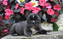 French Bulldog dogs for sale: French Bulldog 5 puppies - Image 9