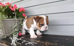 English Bulldog dogs for sale: Raisin - Image 10