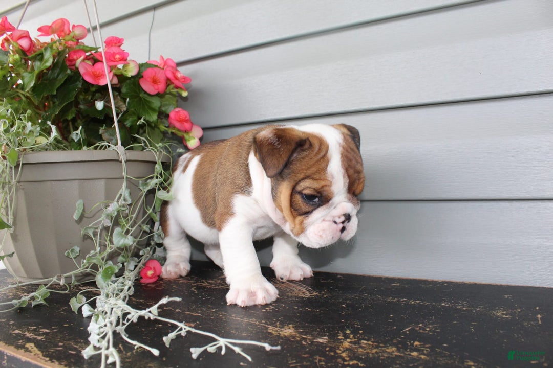 English Bulldog dogs for sale: Raisin - Image 10