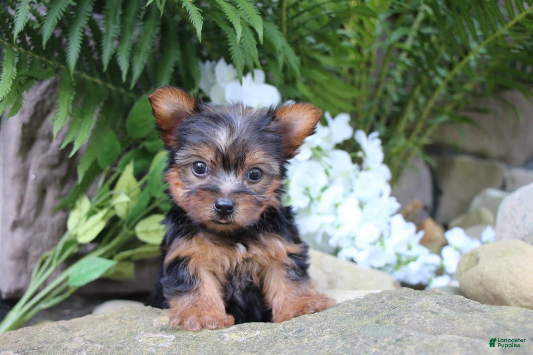 Yorkshire Terrier dogs for sale: Chase - Image 3