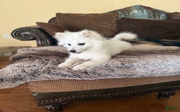 American Eskimo dogs for sale: Kinston - Image 3