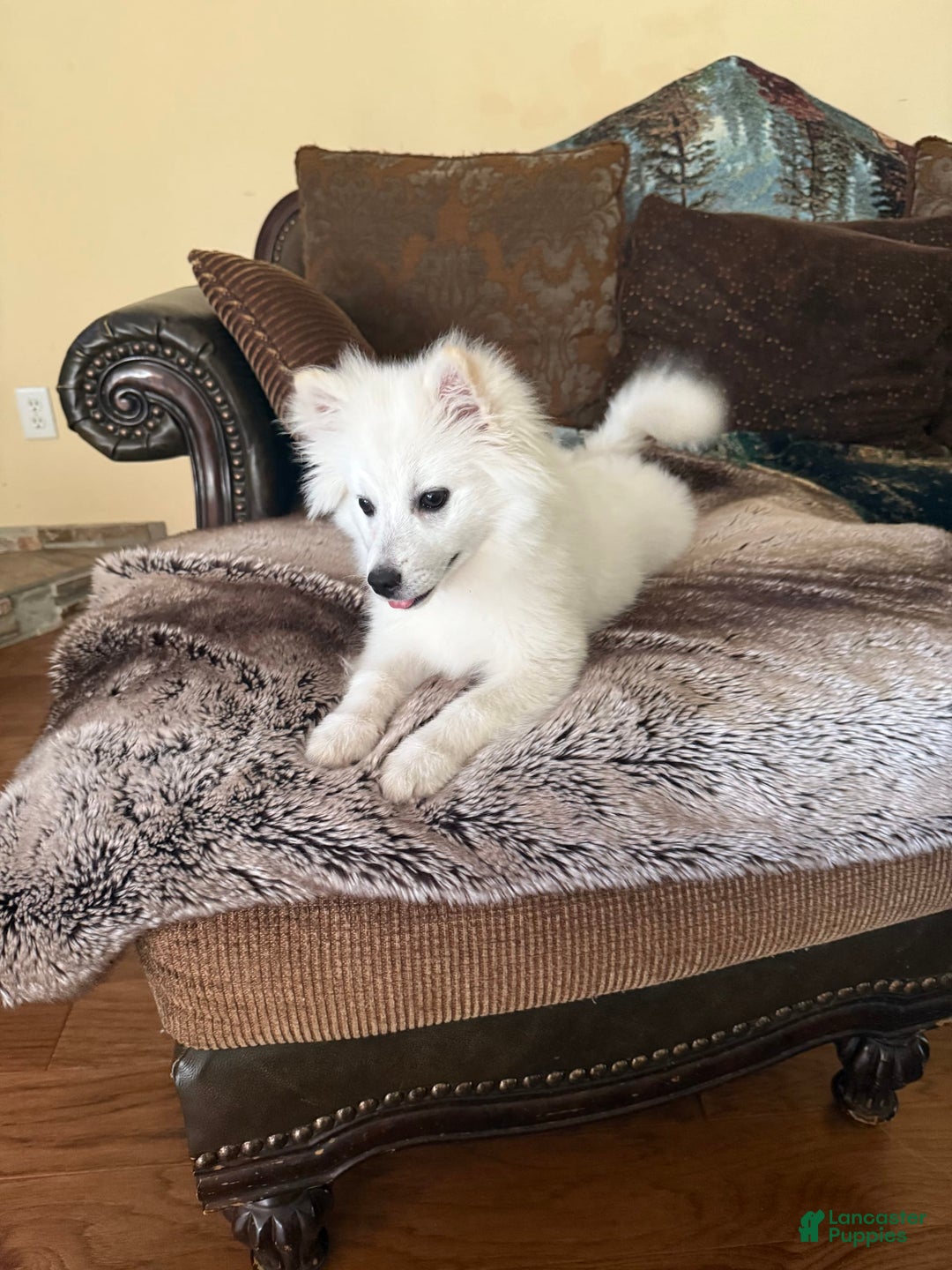 American Eskimo dogs for sale: Kinston - Image 3