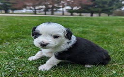 Miniature Australian Shepherd dogs for sale: Axel Toy - Image 7