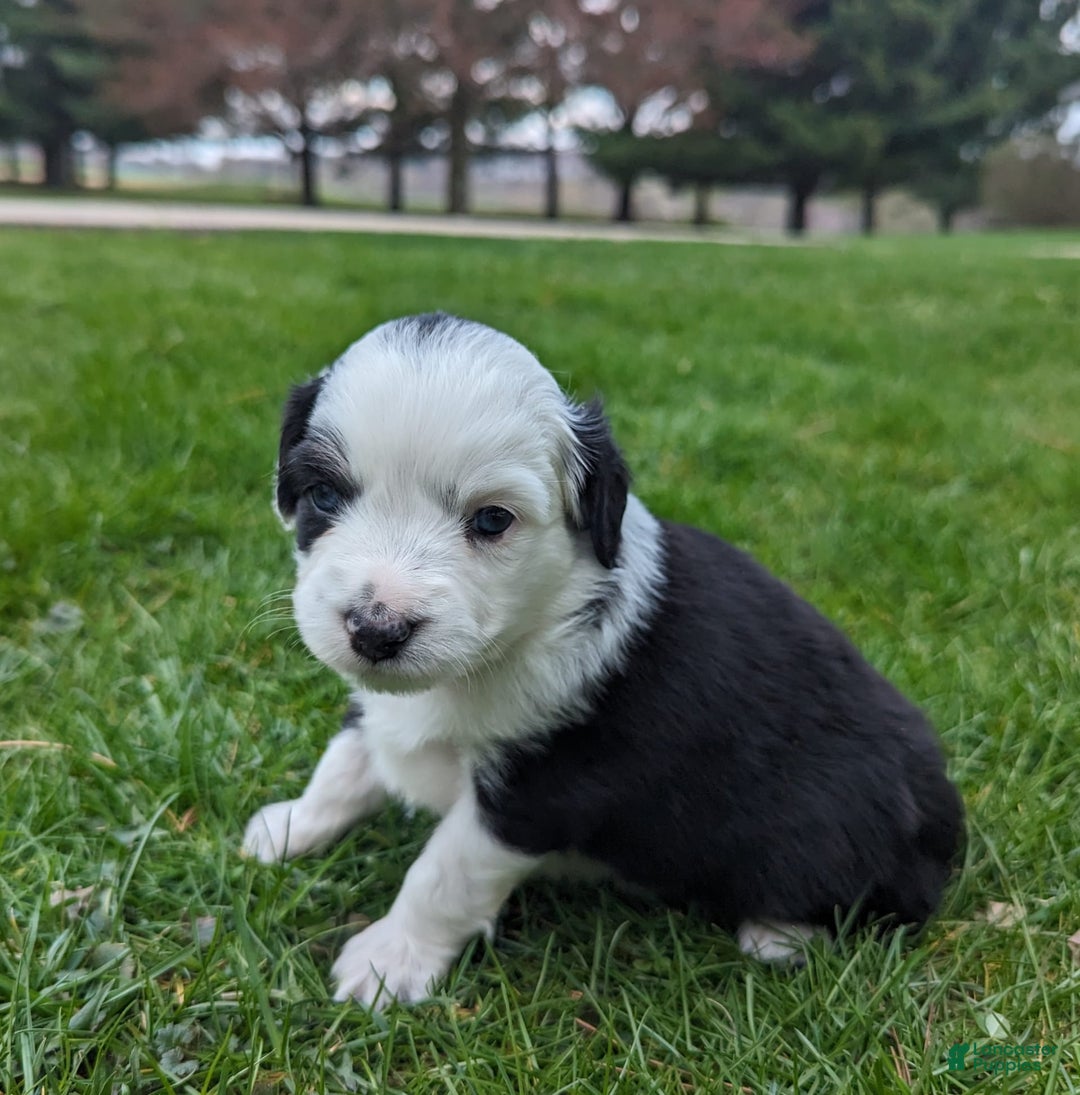 Miniature Australian Shepherd dogs for sale: Axel Toy - Image 7