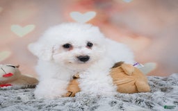 Bichon Frise dogs for sale: Tanner - Image 10