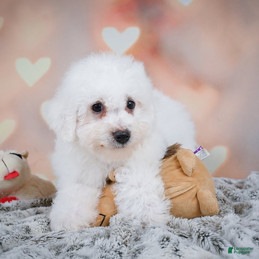 Bichon Frise dogs for sale: Tanner - Image 10