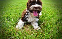 Havapoo dogs for sale: Dash - Image 16
