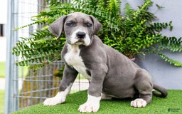 Great Dane dogs for sale: Karen - Image 13