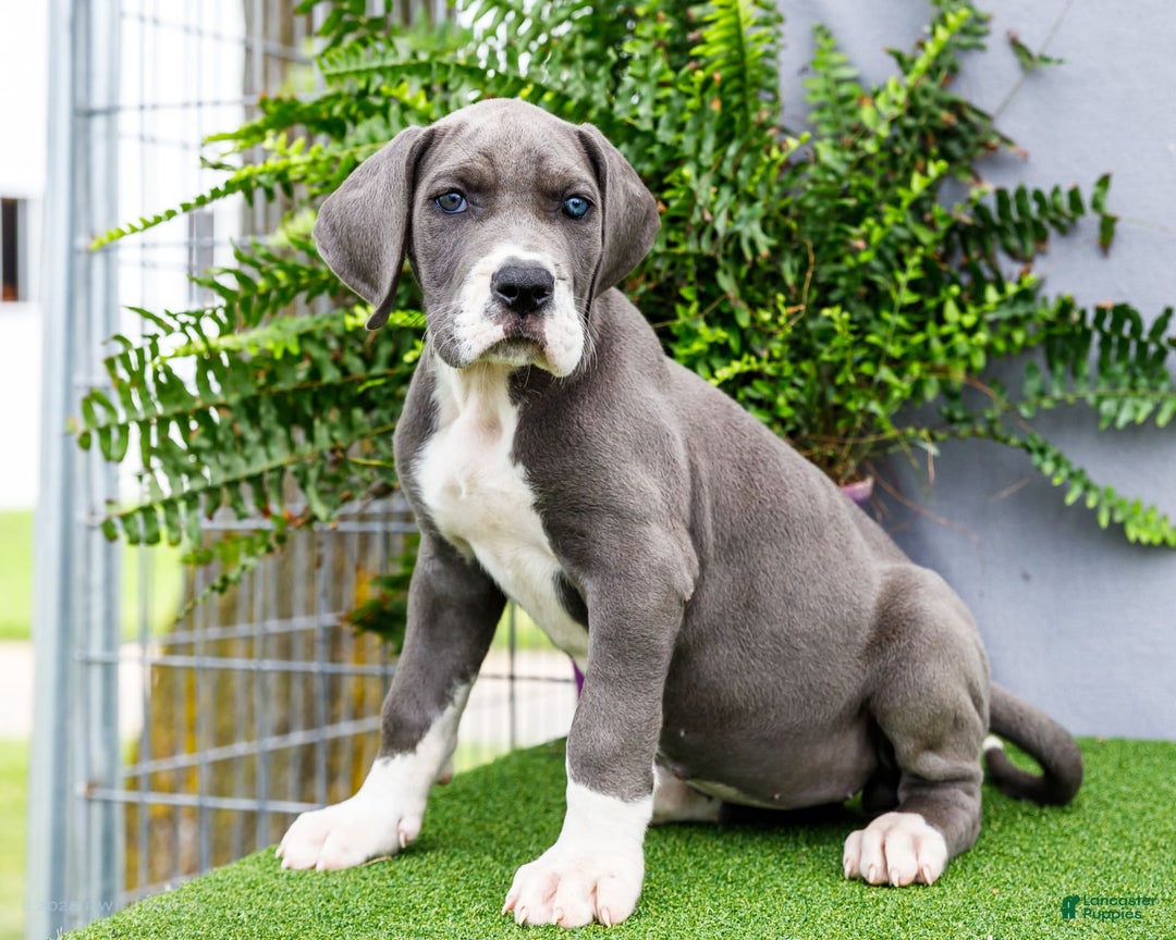 Great Dane dogs for sale: Karen - Image 13